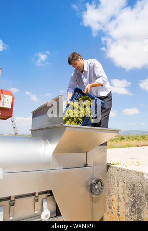 Chardonnay Wein Winzer Trauben Abbeermaschine Zerkleinerung Maschine am Mittelmeer Stockfoto