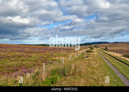 DAVA WEG GEHEN ODER TRAIL DAVA Grantown on Spey Moray in Schottland lila heidekraut AUF DEM MOOR ABSCHNITT DER WANDERUNG ZU Stockfoto