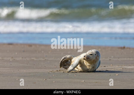 Junge Seehunde trocknen in der Sonne am Strand der dänischen Nordseeinsel Rømø Stockfoto