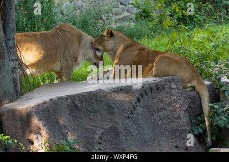 Lions kümmern sich um einander. Die wilde Natur. Stockfoto