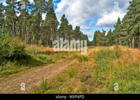 DAVA WEG GEHEN ODER TRAIL DAVA in Grantown on Spey Moray in Schottland DER WEG VORBEI AN KIEFERN Bäume in der Nähe von Athens Stockfoto