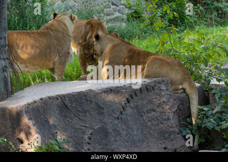 Lions kümmern sich um einander. Die wilde Natur. Stockfoto