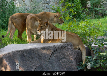 Lions kümmern sich um einander. Die wilde Natur. Stockfoto