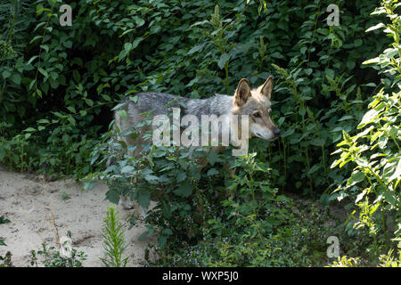 Dark Grey Wolf im Wald. Wilde Raubtier. Stockfoto