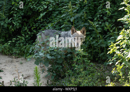 Dark Grey Wolf im Wald. Wilde Raubtier. Stockfoto