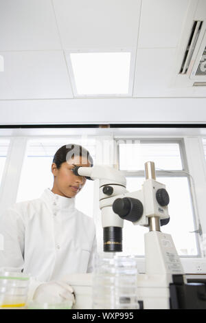 Jungen asiatischen Wissenschaftlerin mit Mikroskop im Labor Stockfoto