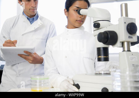 Wissenschaftlerin einstellen Mikroskop mit männlichen Kollegen notieren im Labor Stockfoto