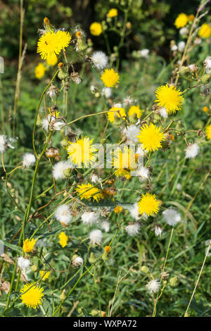 Mehrjährig Leistungsbeschreibung - Distel in der Blüte und Säen Stockfoto