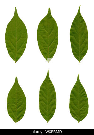 Blätter von einer Glyzinie isoliert auf weiss. Stockfoto