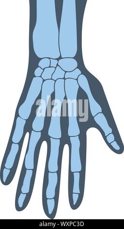 Knochen, der Hände, der Hand, die Struktur der Hände, Arme Anatomie der menschlichen Hand. Vector Illustration, eps 10. Stock Vektor