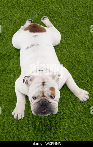 Bulldogge liegen auf Gras Stockfoto