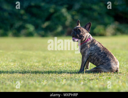 Schöne französische Bulldogge brindle brav sitzen, Green Park Hintergrund, kopieren Raum Raum für Text-overlay Stockfoto