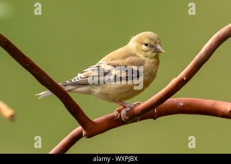 American Goldfinch auf einem Arbutus Baum, Vancouver Island, British Columbia, Kanada Stockfoto