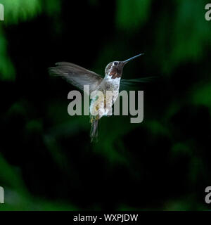 Anna's Hummingbird im Flug, Vancouver Island, British Columbia, Kanada Stockfoto