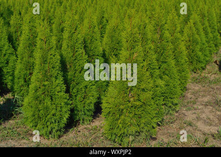 Junge Nadelbäume Sämlinge Feld, Zeder, Thuja occidentalis Stockfoto
