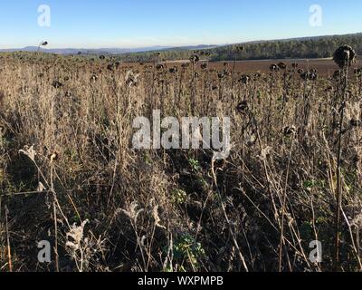 Bereich der Trocken Sonnenblumen auf sonnigen Tag mit blauen Himmel bei Naturpark Eifel, Deutschland Stockfoto