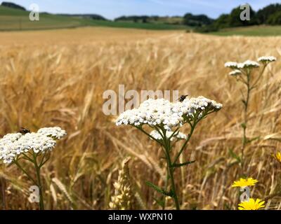 Fliegen sitzen auf einem alpinen Schafgarbe Blume Blüte neben einer großen Weizen/Gerste/Roggen Getreidefeld in der Deutschen Eifel Landschaft im Sommer Stockfoto