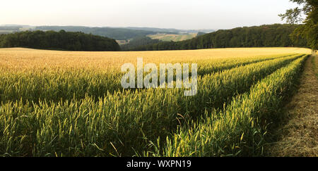 Gerste/Weizen/Roggen Getreidefeld und Eifel landschaft in Deutschland - Nordrhein-Westfalen (Triticale) Stockfoto