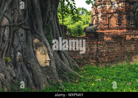 Buddha Kopf in einem Banyan Tree, Ayutthaya, Thailand Stockfoto