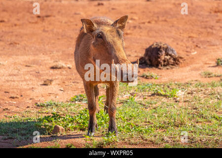 Ein warzenschwein (Phacochoerus africanus) Porträt, Welgevonden Game Reserve, Südafrika. Stockfoto