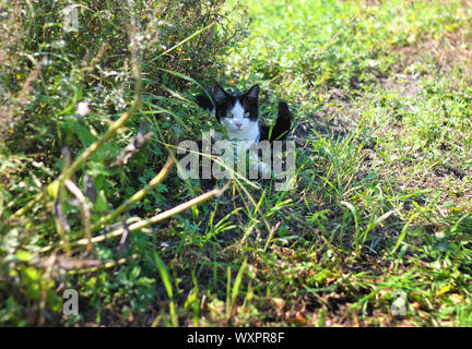 Close-up Outdoor Katze schwarz und weiß Ruhe im Grünen. Stockfoto