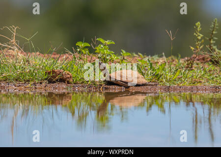 Gezahnte schwenkbaren Dosenschildkröte an einem Wasserloch, Welgevonden Game Reserve, Südafrika. Stockfoto