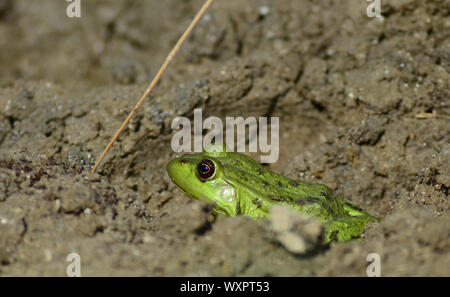 Helle grüne Wasserfrosch in getrocknetem Schlamm, Rumänien Stockfoto