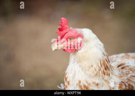 Porträt eines weißen hybrid Huhn Stockfoto