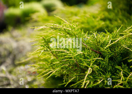 Nahaufnahme der schönen grünen thuja Bäume Weihnachten Blätter auf grünem Hintergrund. Ein Zweig von thuja, eine thuja Western ist eine immergrüne Nadelwald Baum. Stockfoto