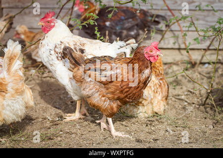 Eine Gruppe von freien Hühnern Stockfoto