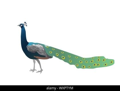 Pfau mit einem geschlossenen Schwanz auf weißem Hintergrund. Vektor Stock Vektor
