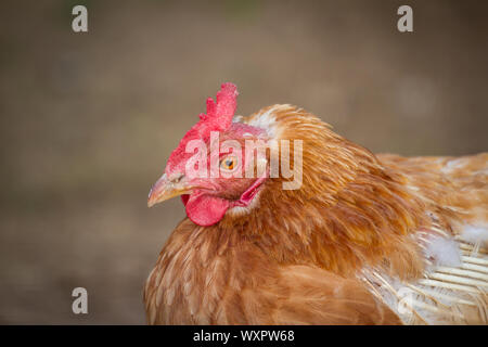 Porträt eines braunen hybrid Huhn Stockfoto