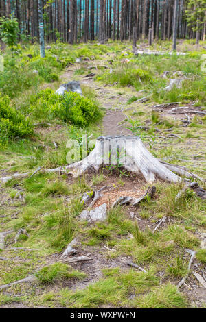 Das Fällen von Bäumen. Gesägt Protokolle, die auf dem Gras. Stockfoto