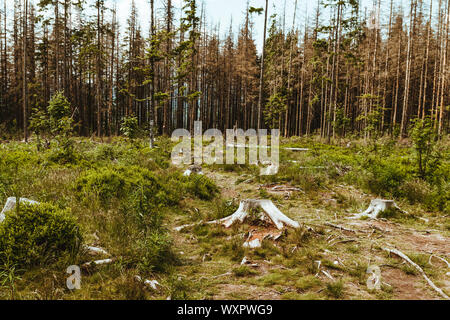 Das Fällen von Bäumen. Gesägt Protokolle, die auf dem Gras. Stockfoto