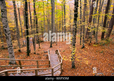 Schönen Herbst Blick auf Yedigoller National Park. Reflexion der Bäume. Farbige Blätter. Fallende Blätter. Hölzerne Treppe. Foto am 10. November Stockfoto