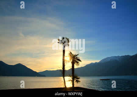 Sonnenuntergang über einem Alpinen See Maggiore mit Palmen und schneebedeckten Berg im Tessin, Schweiz. Stockfoto