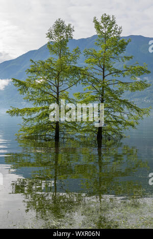 Bäume in einem Überschwemmung Bergsee mit Berg in der Schweiz. Stockfoto