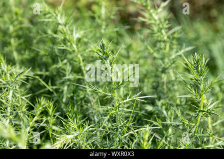 Stechginster (Ulex europaeus), grün, ohne Blüten Stockfoto