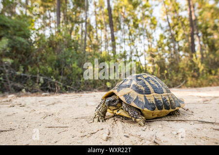 Hermann's Schildkröte (testudo hermanni) gesehen auf einer Spur im Wald von Korsika in der Nähe des Strandes von Ghisonaccia. Korsika, Frankreich. Stockfoto