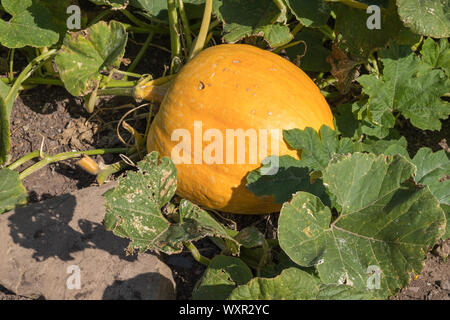 Große orange Kürbis wächst auf einem Blumenbeet Stockfoto