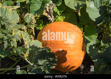 Große orange Kürbis wächst auf einem Blumenbeet Stockfoto