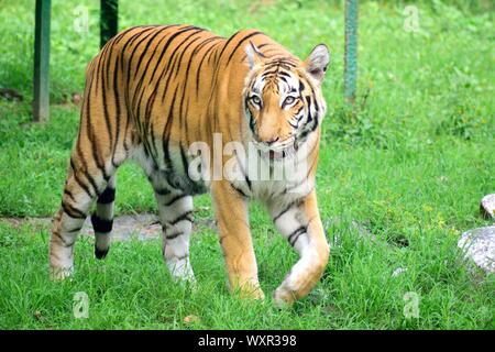 Räuberisch beauty..its ein Königlicher Bengaltiger Tiger. Stockfoto