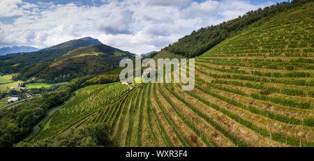 Irrouleguy Weinberge im Baskenland, Frankreich Stockfoto