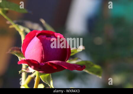 Eine wunderschöne rote Rose Nahaufnahme Stockfoto