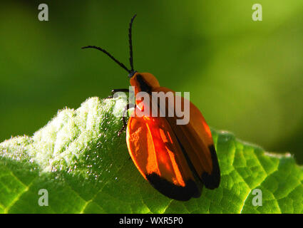 Die gezackte Antennen und erweiterte Flügeldecken des Hakens - winged Net-winged Käfer Käfer, so dass Sie leicht zu identifizieren. Die ausgeprägten aposomatic Farben Stockfoto