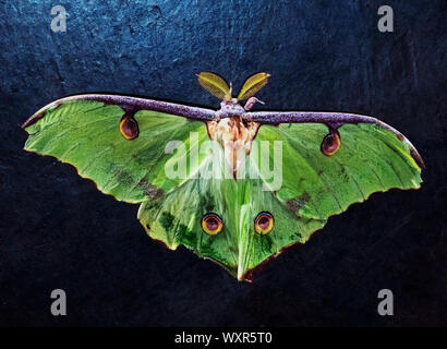 Männliche Falter, wie dieser Mond oder Lunar Moth, haben sehr gut Antennen entwickelt. Die feinen Haare nehmen die Pheremone Düfte von Frauen gegeben Stockfoto