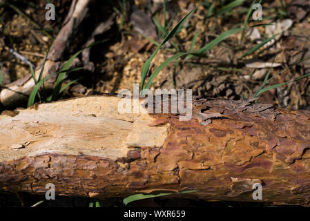 Schneiden Baum in einem kleinen alten Dorf Stockfoto