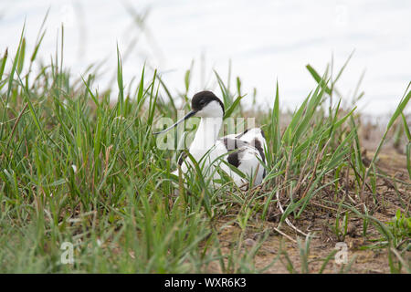 Säbelschnäbler, Recurvirostra avosetta, einzelne Erwachsene sitzen auf Nest im langen Gras. Mai. Minsmere, Sufflok, UK. Stockfoto