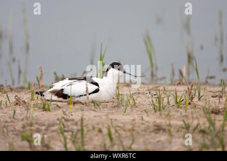 Säbelschnäbler, Recurvirostra avosetta, Alleinstehenden ruht auf dem Boden. Mai. Minsmere, Suffolk, Großbritannien. Stockfoto