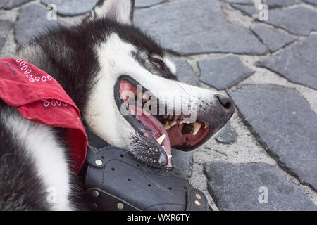 Portrait von Alaskan Malamute mit offenen Mund und Zunge Stockfoto